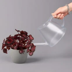 Blattbegonie 'Inca Night', Topf-Ø 12 Cm, Höhe Ca. 25 Cm, 3er-Set -Garten Sicht Verkäufe 0210900312 Blattbegonie Inca Night 3er Set 4