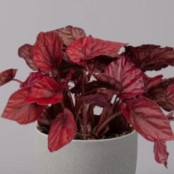 Blattbegonie 'Inca Flame', Topf-Ø 12 Cm, Höhe Ca. 25 Cm, 3er-Set -Garten Sicht Verkäufe 0210900313 Blattbegonie Inca Flame 3er Set neu 3