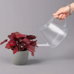 Blattbegonie 'Inca Flame', Topf-Ø 12 Cm, Höhe Ca. 25 Cm, 3er-Set -Garten Sicht Verkäufe 0210900313 Blattbegonie Inca Flame 3er Set neu 4