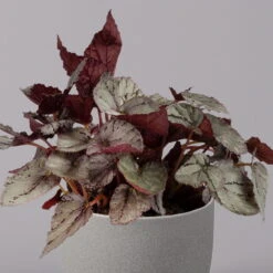 Blattbegonie 'Maori Haze', Topf-Ø 12 Cm, Höhe Ca. 25 Cm, 3er-Set -Garten Sicht Verkäufe 0210900314 Blattbegonie Maori Haze 3er Set 3