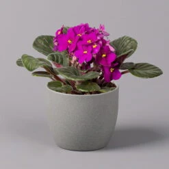 Usambaraveilchen, Rot, Topf-Ø 12 Cm, 6er-Set -Garten Sicht Verkäufe 0210950106 Saintpaulia rot T12cm H20cm 6erSet1 116393