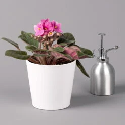 Usambaraveilchen In Keramiktopf Dallas Weiß, Pink, Topf-Ø 12 Cm, 3er-Set -Garten Sicht Verkäufe 0210950110 Saintpaulia pink in Topf Dallas weiss H20cm T14cm 3erSet1 116534