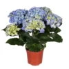 Hortensie, Blau, Topf-Ø 13/14 Cm, 4-6 Dolden, Höhe Ca. 35 Cm