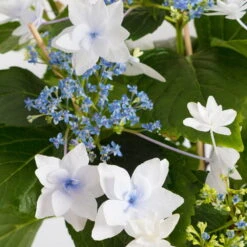 Hortensie Hovaria® 'Feuerwerk', Weiß, Topf-Ø 14 Cm, Höhe Ca. 35 Cm -Garten Sicht Verkäufe 0211200112 Hydrangea Hovaria Feuerwerk 14cm Topf H35cm weiss1