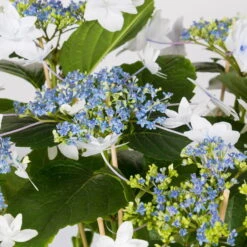 Hortensie Hovaria® 'Feuerwerk', Weiß, Topf-Ø 14 Cm, Höhe Ca. 35 Cm -Garten Sicht Verkäufe 0211200112 Hydrangea Hovaria Feuerwerk 14cm Topf H35cm weiss2