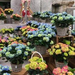 Hortensie 'Leuchtfeuer', Busch, Rot, Topf-Ø 23 Cm, Höhe Ca. 50 Cm -Garten Sicht Verkäufe 021130 hydrangea 2