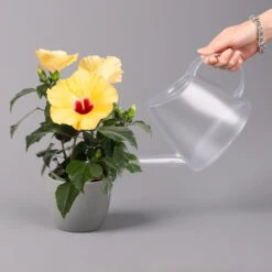 Hibiskus, Gelb, Topf-Ø 13 Cm, Höhe Ca. 35 Cm, 2er-Set -Garten Sicht Verkäufe 0213100205 Hibiscus gelb 2er Set WS 4