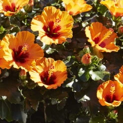 Hibiskus, Graff® 'Petit Orange', Mit Keramiktopf Dallas Anthrazit, Topf-Ø 13 Cm -Garten Sicht Verkäufe 0213100211 0213100212 0213100213 0213100227 0213100228 Hibiscus Petit Orange 2