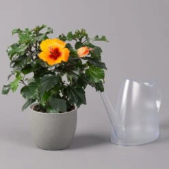 Hibiskus, HibisQs Graff® 'Petit Orange', Topf-Ø 13 Cm, Höhe Ca. 35 Cm, 2er-Set -Garten Sicht Verkäufe 0213100211 Hibiscus Petit Orange 2er Set 4