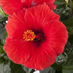 Hibiskus, Rot, Topf-Ø 13 Cm, Höhe Ca. 35 Cm, 2er-Set -Garten Sicht Verkäufe 0213100214 0213100215 0213100216 0213100229 0213100230 Hibiscus rot 1 1