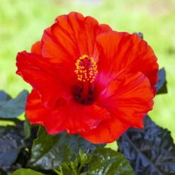 Hibiskus, Rot, Mit Keramiktopf Dallas Anthrazit, Topf-Ø 13 Cm, Höhe 35 Cm -Garten Sicht Verkäufe 0213100214 0213100215 0213100216 0213100229 0213100230 Hibiscus rot 2