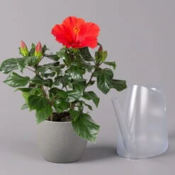 Hibiskus, Rot, Topf-Ø 13 Cm, Höhe Ca. 35 Cm, 2er-Set -Garten Sicht Verkäufe 0213100214 Hibiscus ohne Topf rot 2er Set 4