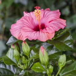 Hibiskus, Rosa, In Keramiktopf Dallas Anthrazit, Topf-Ø 13 Cm, 2er-Set -Garten Sicht Verkäufe 0213100217 0213100218 0213100219 0213100231 0213100232 Hibiscus rosa 1 3