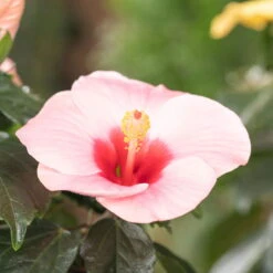 Hibiskus, Rosa, In Keramiktopf Dallas Anthrazit, Topf-Ø 13 Cm, 2er-Set -Garten Sicht Verkäufe 0213100217 0213100218 0213100219 0213100231 0213100232 Hibiscus rosa 2 3