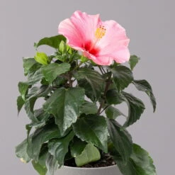 Hibiskus, Rosa, Topf-Ø 13 Cm, Höhe Ca. 35 Cm, 2er-Set -Garten Sicht Verkäufe 0213100217 Hibiscus rosa 2er Set 3