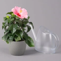 Hibiskus, Rosa, Topf-Ø 13 Cm, Höhe Ca. 35 Cm, 2er-Set -Garten Sicht Verkäufe 0213100217 Hibiscus rosa 2er Set 4