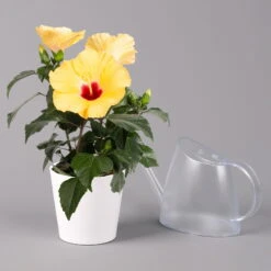 Hibiskus, Gelb, Mit Keramiktopf Dallas Weiß, Topf-Ø 13 Cm, Höhe Ca. 35 Cm -Garten Sicht Verkäufe 0213100223 Hibiscus gelb mit Topf Dallas weiss 3 1
