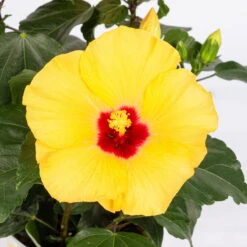 Hibiskus, Gelb, Mit Keramiktopf Dallas Weiß, Topf-Ø 13 Cm, Höhe Ca. 35 Cm -Garten Sicht Verkäufe 0213100223 Hibiscus gelb mit Topf Dallas weiss 4 1