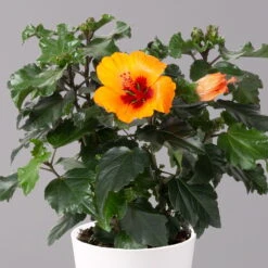 Hibiskus, Graff® 'Petit Orange', Mit Keramiktopf Weiß, Topf-Ø 13 Cm, 2er-Set -Garten Sicht Verkäufe 0213100227 Hibiscus Petit Orange mit Topf Dallas weiss 2