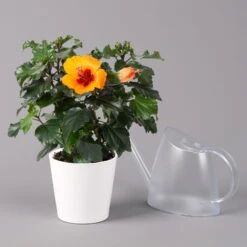 Hibiskus, Graff® 'Petit Orange', Mit Keramiktopf Weiß, Topf-Ø 13 Cm, 2er-Set -Garten Sicht Verkäufe 0213100227 Hibiscus Petit Orange mit Topf Dallas weiss 3