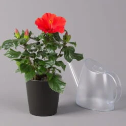 Hibiskus, Rot, Mit Keramiktopf Dallas Anthrazit, Topf-Ø 13 Cm, Höhe 35 Cm -Garten Sicht Verkäufe 0213100230 Hibiscus rot Topf Dallas anthrazit 3