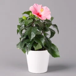 Hibiskus, Rosa, Mit Keramiktopf Dallas Weiß, Topf-Ø 13 Cm, Höhe Ca. 35 Cm