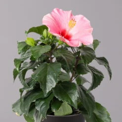 Hibiskus, Rosa, In Keramiktopf Dallas Anthrazit, Topf-Ø 13 Cm, 2er-Set -Garten Sicht Verkäufe 0213100232 Hibiscus rosa mit Topf Dallas anthrazit 2