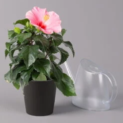 Hibiskus, Rosa, In Keramiktopf Dallas Anthrazit, Topf-Ø 13 Cm, 2er-Set -Garten Sicht Verkäufe 0213100232 Hibiscus rosa mit Topf Dallas anthrazit 3