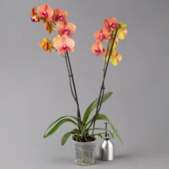 Schmetterlingsorchidee, Inkl. Keramiktopf, Orange, Topf-Ø 12cm, Höhe Ca. 60 Cm -Garten Sicht Verkäufe 0215152689 midi orange merina 2 124000