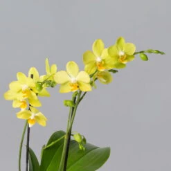 Schmetterlingsorchidee Gelb, 2 Rispen, Topf-Ø 12 Cm, Höhe Ca. 50 Cm -Garten Sicht Verkäufe 0215170738 phalaenopsis multi gelb 2 122948