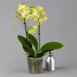 Schmetterlingsorchidee Gelb, 2 Rispen, Topf-Ø 12 Cm, Höhe Ca. 50 Cm -Garten Sicht Verkäufe 0215170738 phalaenopsis multi gelb 3 122949