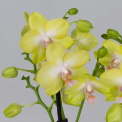 Schmetterlingsorchidee Gelb, 2 Rispen, Topf-Ø 12 Cm, Höhe Ca. 50 Cm -Garten Sicht Verkäufe 0215170738 phalaenopsis multi gelb 4 122950