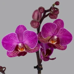 Ausgewählte Produkte -Garten Sicht Verkäufe 0215170800 phalaenopsis multi lila 2 122701