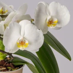 Schmetterlingsorchidee 'Muse', Weiß, Topf-Ø 12 Cm, Höhe Ca. 40 Cm -Garten Sicht Verkäufe 0215250295 Phalaenopsis Muse weiss 13 117747