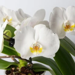 Schmetterlingsorchidee 'Muse', Weiß, Topf-Ø 12 Cm, Höhe Ca. 40 Cm -Garten Sicht Verkäufe 0215250295 Phalaenopsis Muse weiss 2 117628