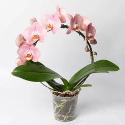 Ausgewählte Produkte -Garten Sicht Verkäufe 0215250519 Phalaenopsis Moon rosa T12 1 117182