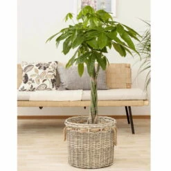 Glückskastanie, Topf-Ø 27 Cm, Höhe Ca. 150 Cm -Garten Sicht Verkäufe 022010 glueckskastanie pachira aquatica1