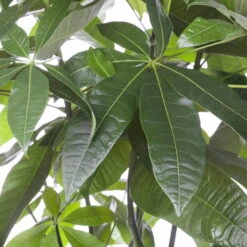 Glückskastanie, Topf-Ø 27 Cm, Höhe Ca. 150 Cm -Garten Sicht Verkäufe 022010 glueckskastanie pachira aquatica