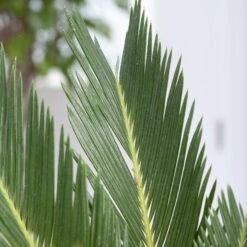Palmfarn, Topf-Ø 24 Cm, Höhe Ca. 70-90 Cm -Garten Sicht Verkäufe 0220100596 Cycas Revoluta