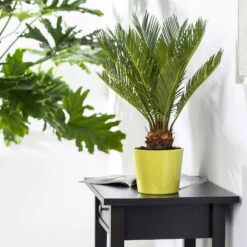 Palmfarn, Topf-Ø 24 Cm, Höhe Ca. 70-90 Cm -Garten Sicht Verkäufe 0220100596 Cycas Revoluta2