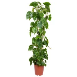 Philodendron Scandens Mit Moosstab, Topf-Ø 24 Cm, Höhe Ca. 120 Cm