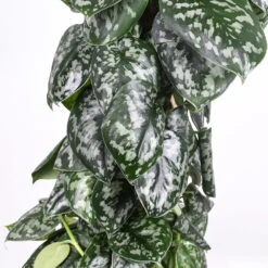 Scindapsus Pictus 'Trebie', Topf-Ø 27 Cm, Höhe Ca. 150 Cm