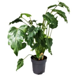 Philodendron Xanadu, Topf-Ø 17 Cm, Höhe Ca. 55 Cm -Garten Sicht Verkäufe 0220106722 Philodendron Xanadu