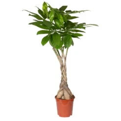 Glückskastanie, Topf-Ø 21 Cm, Höhe Ca. 100 Cm -Garten Sicht Verkäufe 0220106860 Pachira aquatica gefl Stamm 2