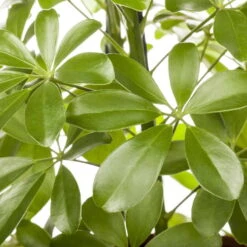 Schefflera Arboricola 'Nora', Topf-Ø 21 Cm, Höhe Ca. 55 Cm -Garten Sicht Verkäufe 0220106951 Schefflera arbor Nora