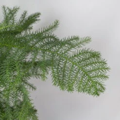 Zimmertanne, Topf-Ø 17 Cm, Höhe Ca. 45 Cm -Garten Sicht Verkäufe 0220107287 0220107702 0220108509 Araucaria heterophylla 116329 1