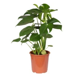 Ausgewählte Produkte -Garten Sicht Verkäufe 0220107660 Monstera Busch 21cm T H 70cm