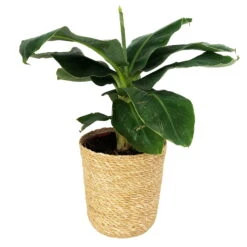 Bananenpflanze 'Dwarf Cavendish' Im Korb Maki, Topf-Ø 17 Cm, H: Ca. 40-55 Cm