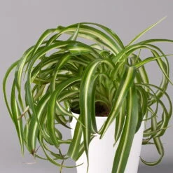 Grünlilie 'Bonnie' Mit Keramiktopf Dallas Weiß, Topf-Ø 12 Cm, 3er-Set -Garten Sicht Verkäufe 0220108124 Chlorophyt Bonnie in Topf Dallas weiss 2