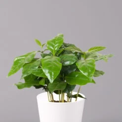 Kaffeestrauch Mit Keramiktopf Dallas Weiß, Topf-Ø 12cm, Höhe Ca. 25 Cm, 3er-Set -Garten Sicht Verkäufe 0220108125 Coffea arabica Dallas weiss 2